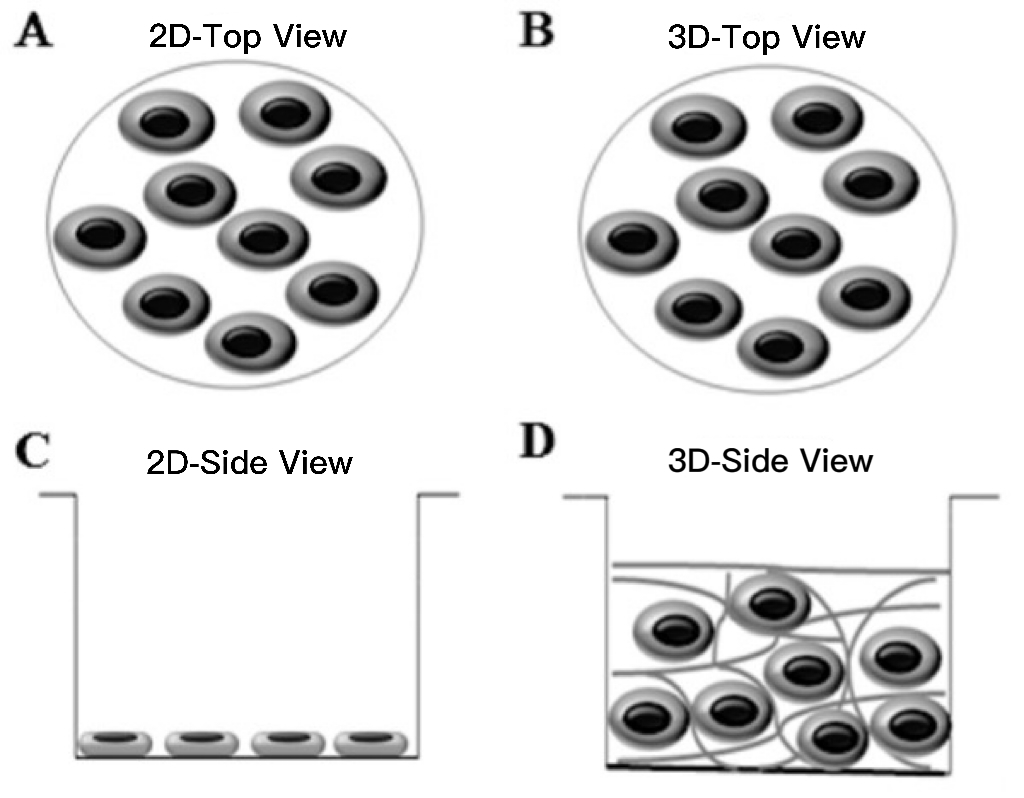 Differences Between 2D and 3D Cell Cultures: Advantages and Applications