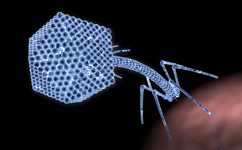 Understanding Bacteriophages: Detection Methods and Applications