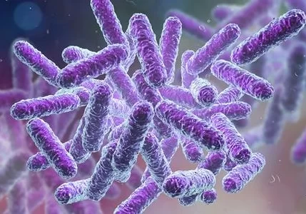 Shigella Infections: Causes, Symptoms, and Effective Treatments