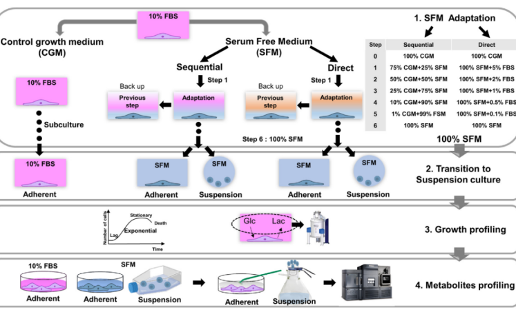 Impact of Serum-Free Culture on HEK293 Cells: Growth and Metabolic Changes