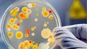 Methods for Purifying Contaminated Microbial Strains Under Different Conditions