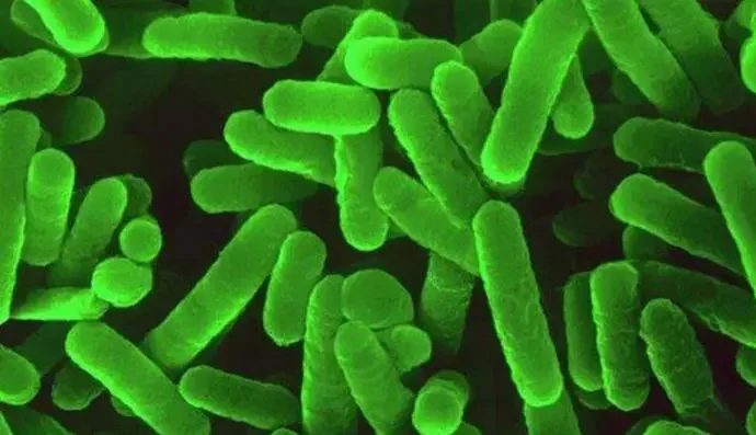 What is Pseudomonas Aeruginosa? Preservation Methods Explained