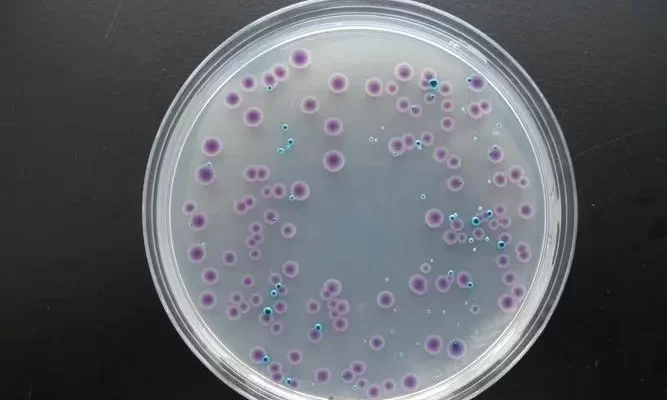 About Microbial Culture Media: Top 10 Questions and Answers